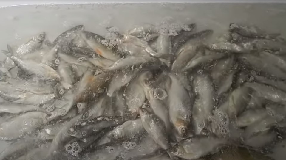 Сушилка для рыбы (летнее исполнение)