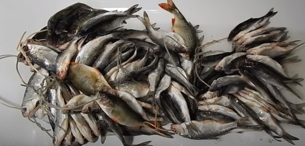 Вяленая рыба в домашних условиях: рецепт, как правильно солить, как высушить