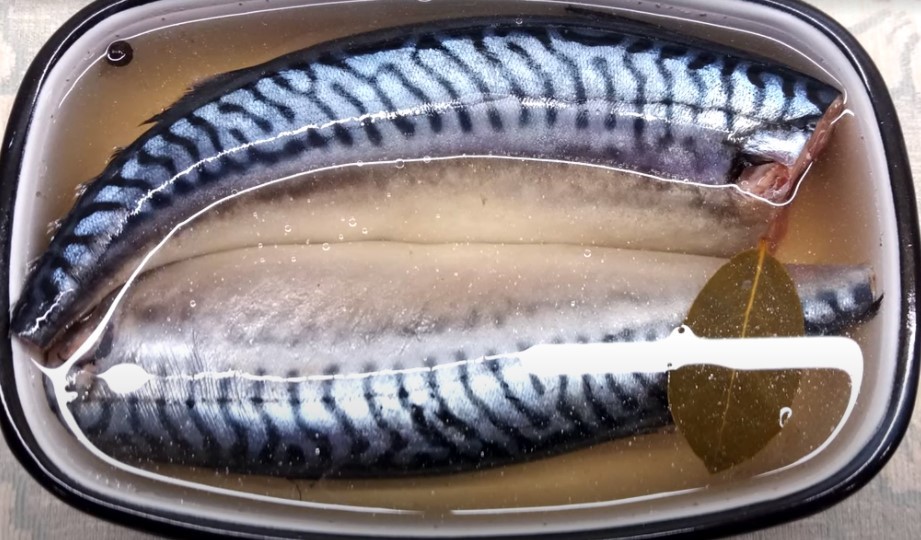 Засолка рыбы скумбрия