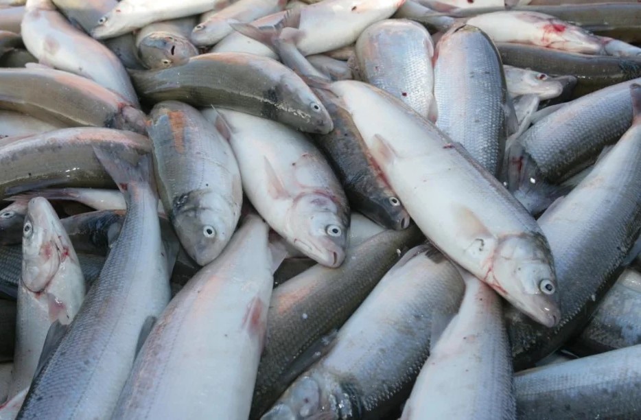 Разнообразие водоемов, в которых обитает рыба пелядь в России