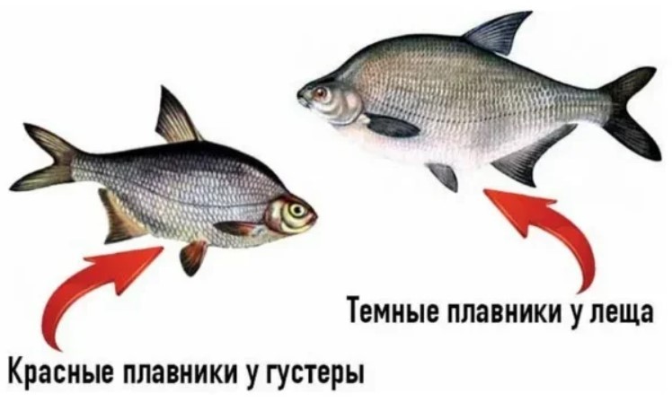 Разница между подлещиком и лещом на рыбалке: информация и сравнение